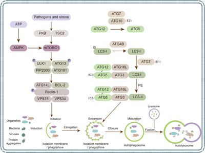 The Multi-Faceted Role of Autophagy During Animal Virus Infection